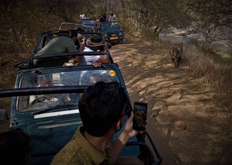 Ranthambore safari by Canter (20 seater) 24 hrs advance - What to Expect from the Canter Safari in Ranthambore