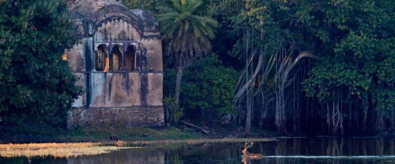 Ranthambore safari by Canter ( 20 seater bus) - An Honest Look at the Canter Safari Experience in Ranthambore