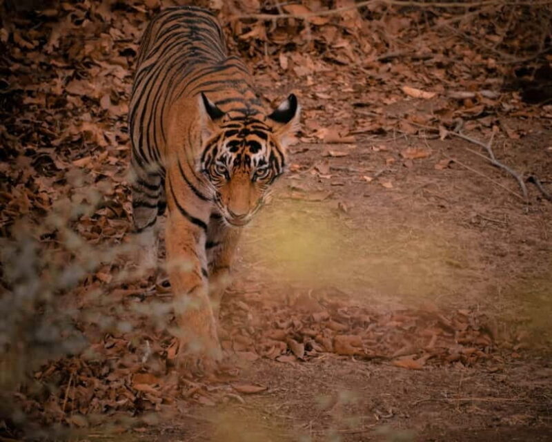 Ranthambore safari by Canter ( 20 seater bus) - Who Will Appreciate This Safari?