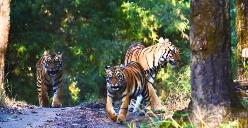Ranthambore: Skip-the-Line Tiger Safari in Sharing Canter - FAQ