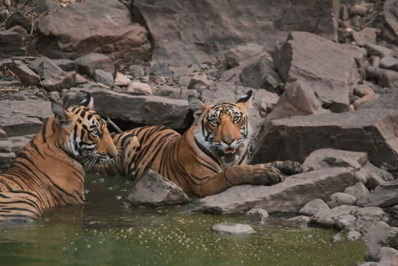 Ranthambore: Skip-the-Line Tiger Safari in Sharing Canter - Key Points
