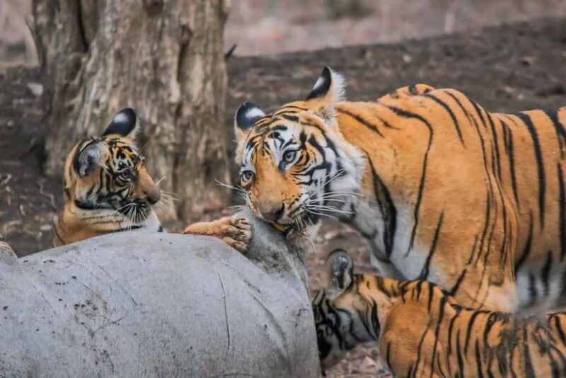 Ranthambore: Skip-the-Line Tiger Safari in Sharing Canter - The Guide and Group Dynamics