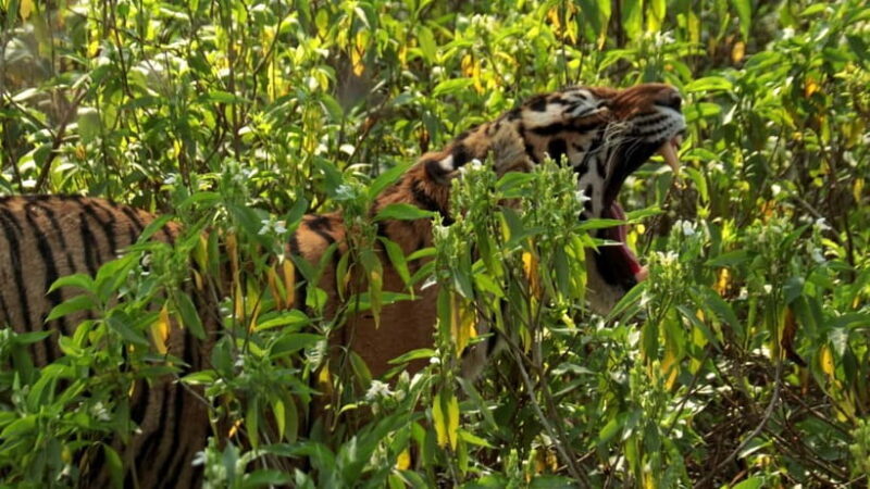 Ranthambore: Skip-the-Line Tiger Safari in Sharing Canter - Practical Details for Your Safari