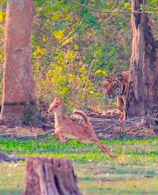 Ranthambore: Skip-the-Line Tiger Safari in Sharing Canter - Who Should Consider This Safari?