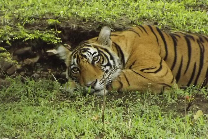 Ranthambore Tiger Safari Day trip from Jaipur - All Inclusive - Final Thoughts