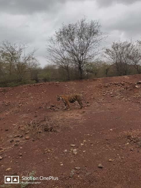 Ranthambore Tiger Safari Day Trip from Jaipur -All Inclusive - Key Points