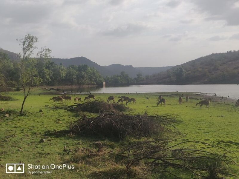 Ranthambore Tiger Safari Day Trip from Jaipur -All Inclusive - Authentic Experiences and Traveler Feedback