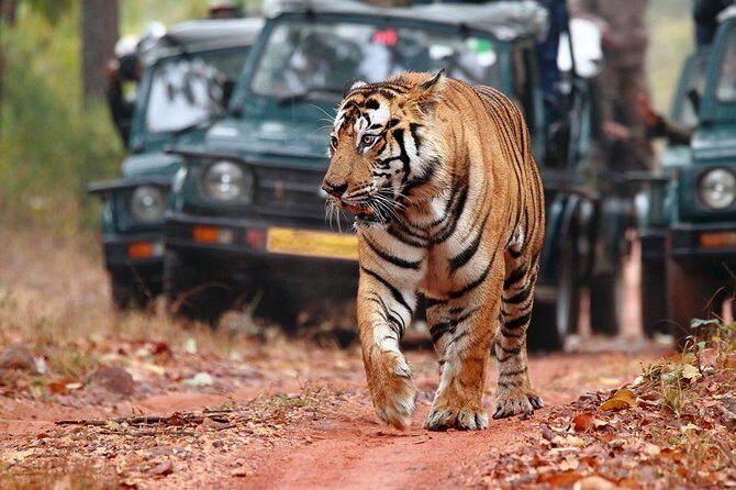 Ranthambore Tiger Safari In Gypsy 6 Seater All Inclusive visits - FAQ