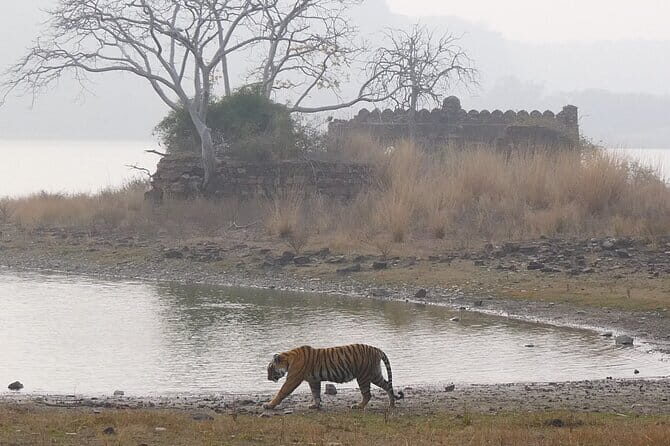Ranthambore Tiger Safari Private Same Day Trip from Jaipur - A Close Look at the Ranthambore Tiger Safari Experience
