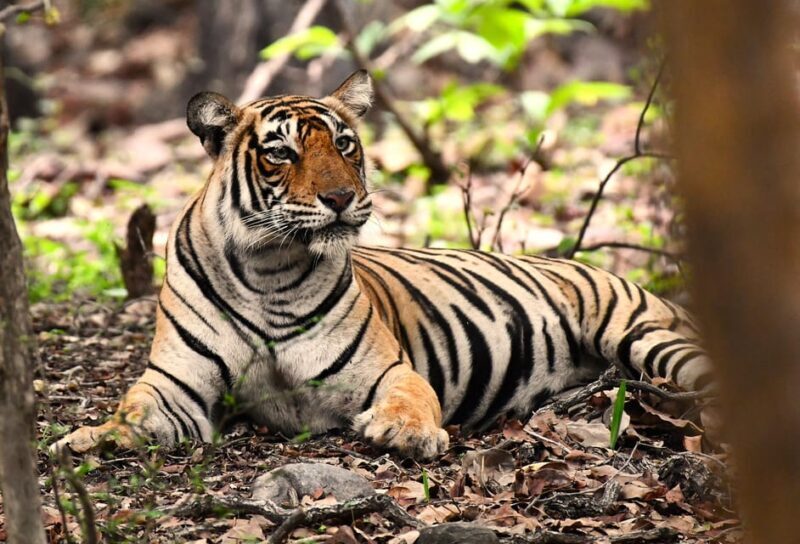 Ranthambore : Tiger Safari Tour in Canter - Discover Ranthambore: An Authentic Wildlife Safari