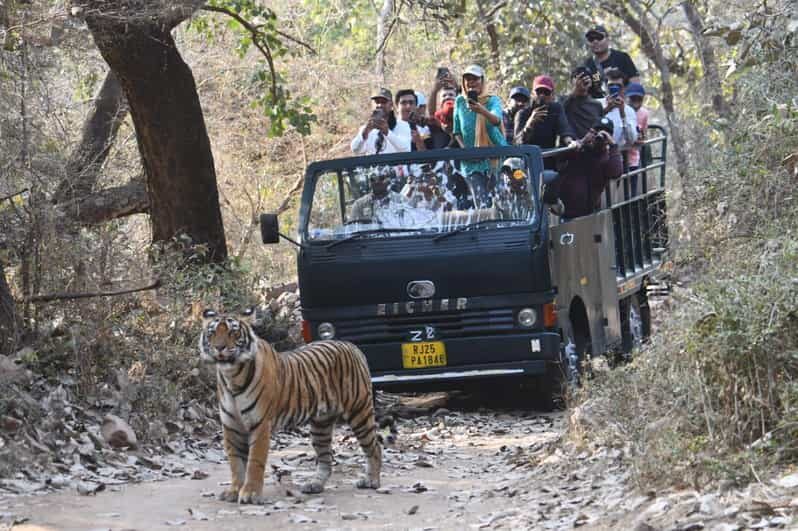 Ranthambore : Tiger Safari Tour in Canter - Key Points