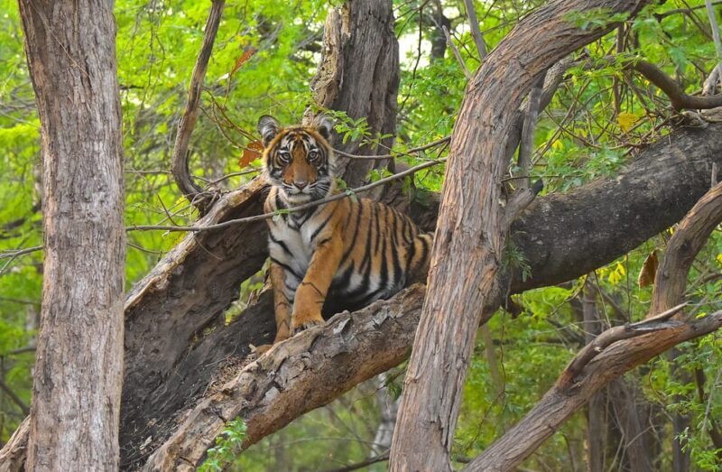 Ranthambore : Tiger Safari Tour in Canter - Final Thoughts: Is This Safari for You?