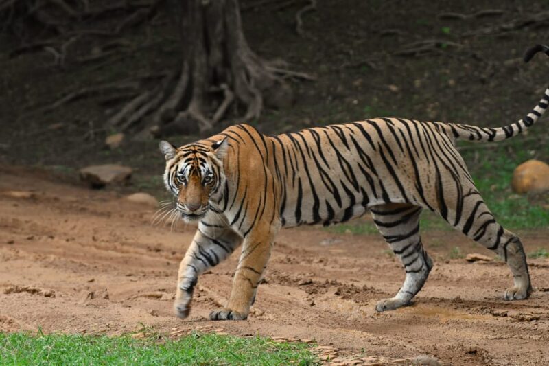 Ranthambore : Tiger Safari Tour in Canter - FAQ