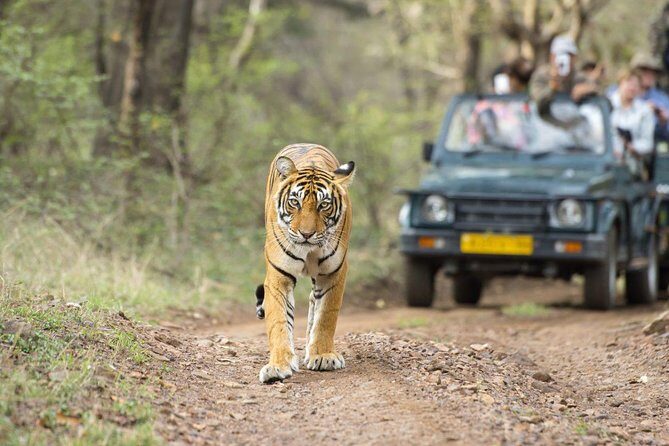 Ranthambore Wildlife Safari Tour From Jaipur Including Transfers - Authentic Experiences and Genuine Value