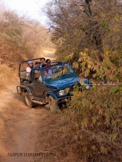 Ranthambore WildLife (tiger safari)Full Day Tour From Jaipur - Discovering Ranthambore: A Full-Day Wildlife Safari from Jaipur