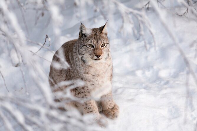Ranua Wildlife Park Day : Visit the Arctic Animals! - What’s Worth Knowing Before You Go