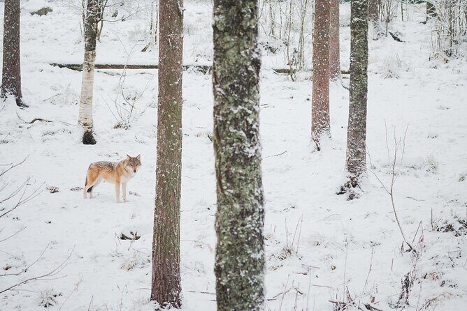 Ranua Wildlife Park Day : Visit the Arctic Animals! - Final Thoughts