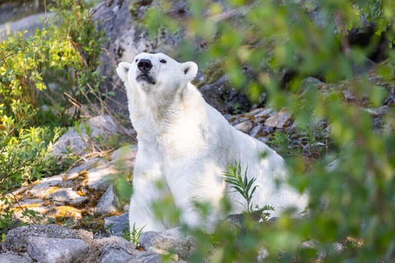 Ranua: Wildlife Park Entrance Ticket - An Authentic Arctic Experience in Finland