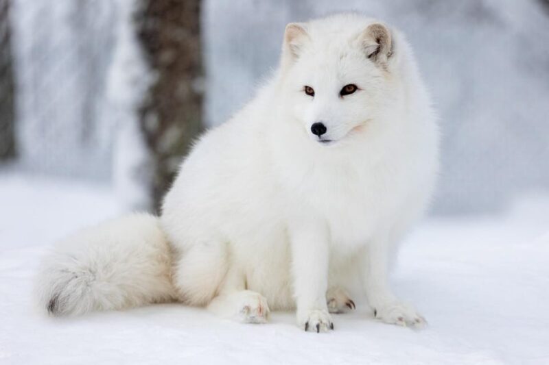 Ranua: Wildlife Park Entrance Ticket - The Sum Up