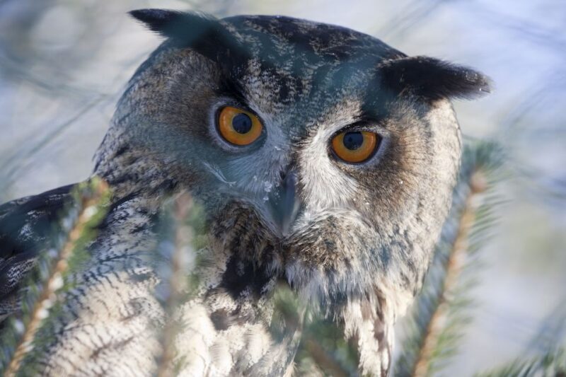 Ranua Wildlife Park Guided Tour from Rovaniemi, With Lunch - A Deeper Look at the Ranua Wildlife Park Guided Tour
