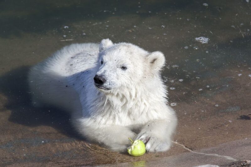 Ranua Wildlife Park Guided Tour from Rovaniemi, With Lunch - Who Is This Tour Best For?