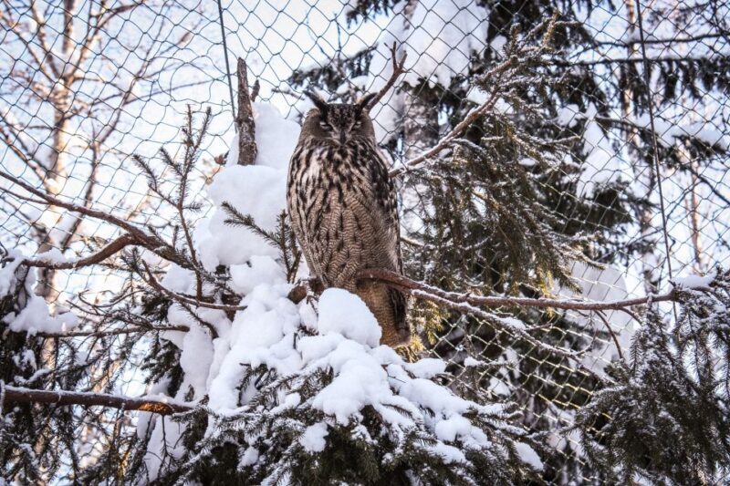 Ranua Wildlife Park Guided Tour from Rovaniemi, With Lunch - The Sum Up