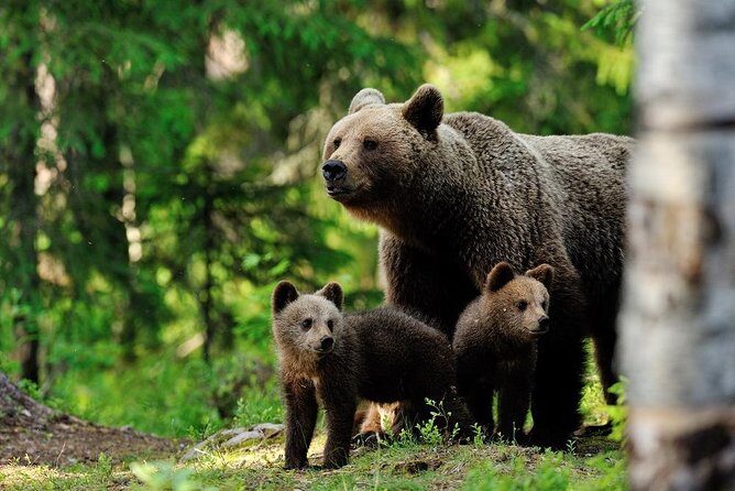 Ranua Zoo and BBQ - FAQs