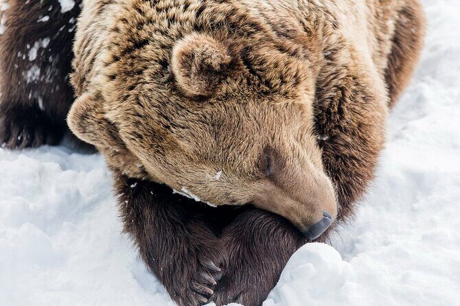 Ranua Zoo Family Tour from Rovaniemi - A Deep Dive into the Ranua Zoo Family Tour