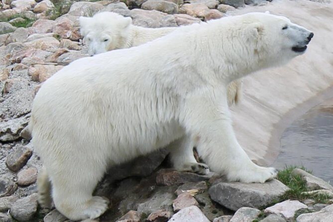 Ranua Zoo Family Tour from Rovaniemi - Final Thoughts