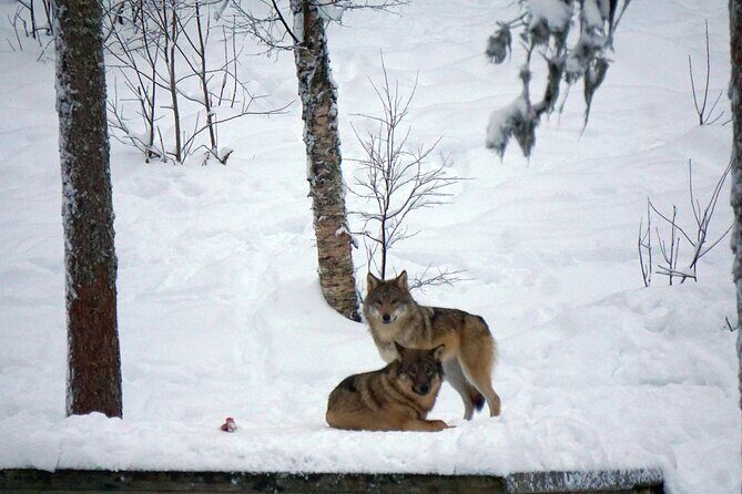 Ranua Zoo- Guided day tour from Rovaniemi - Exploring the Arctic’s Best: Ranua Zoo Guided Day Tour from Rovaniemi