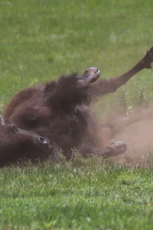 Rapid City: Black Hills Parks, Monuments & Mount Rushmore - Key Points
