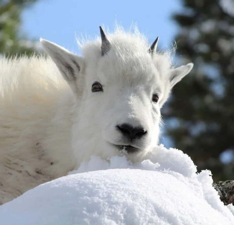 Rapid City: Mount Rushmore Winter Tour - Why This Tour Is Worth Considering