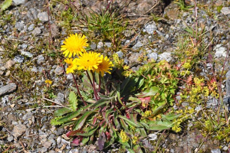 RARE PLANTS IN AOSTA VALLEY - Who Will Appreciate This Experience?