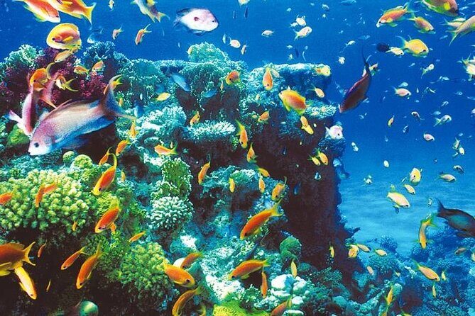 Ras Abu Galum & Blue Hole Snorkeling Tour from Taba - Key Points