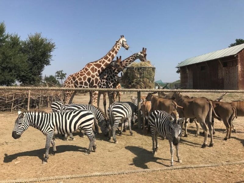 Ravenna: Safari Ravenna entrance ticket - An In-Depth Look at Safari Ravenna