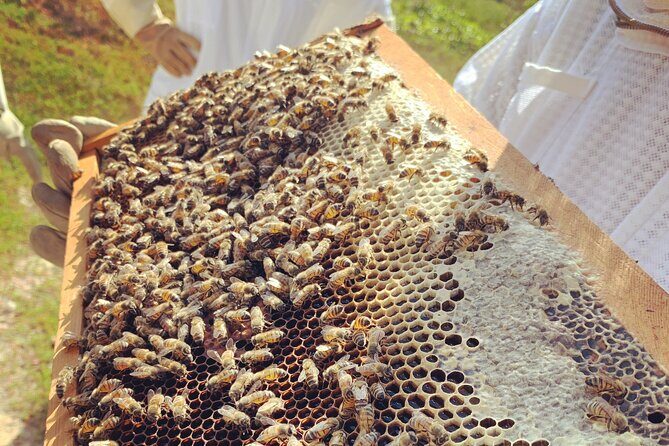 Reagans Honey Beekeeping Adventure - FAQ