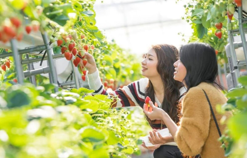 Recommended for Families: | Mount Fuji 5th Station/Arakurayama Sengen Park x Lake Kawaguchi (Includes Popular Sightseeing Train Ticket) x Oishi Park x Fruit Picking Day Trip (From Tokyo) - At a glance: the day’s best details