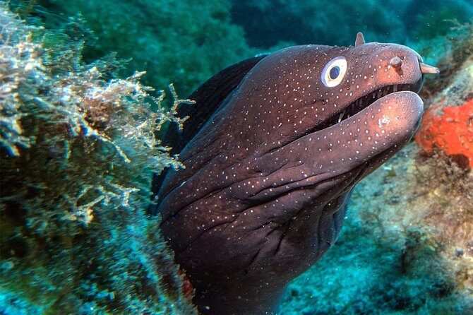 RECREATIONAL DIVE (certified divers only) : Explore Canarian Sealife - Exploring Tenerife’s Marine Life: A Certified Diver’s Dream