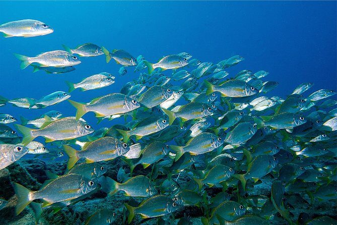 RECREATIONAL DIVE (certified divers only) : Explore Canarian Sealife - A Closer Look at the Tenerife Underwater Adventure