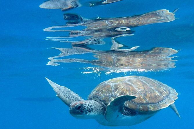 RECREATIONAL DIVE (certified divers only) : Explore Canarian Sealife - Frequently Asked Questions