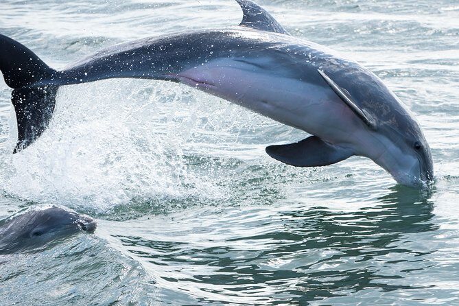 Red Boat Tours - Dolphin Odyssey and Sightseeing Tour - Discover St. Augustine’s Marine Life and Historic Landmarks with Red Boat Tours’ Dolphin Odyssey