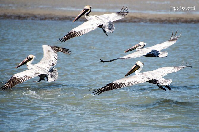 Red Boat Tours - Dolphin Odyssey and Sightseeing Tour - Key Points