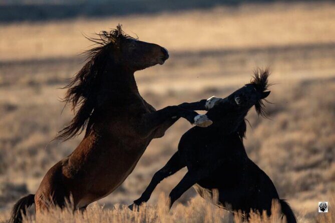 Red Canyon Wild Mustang Tours And Safaris In Cody Wyoming - A Comprehensive Review of Red Canyon Wild Mustang Tours