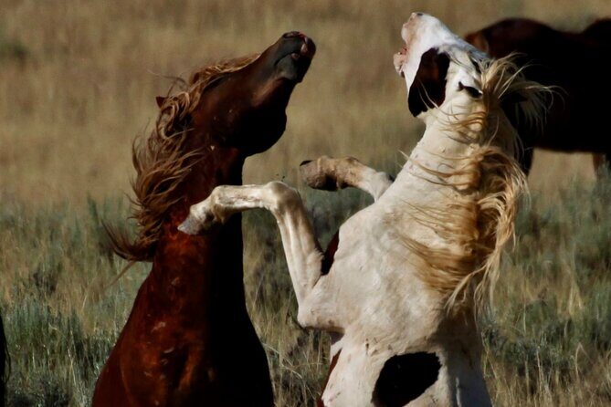 Red Canyons Best Of The Wild West Wild Mustang+Rafting Adventure - The Sum Up