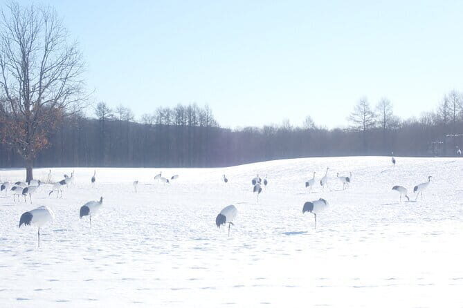 Red Crowned Crane and Wildlife Watching - Exploring the Kushiro Wildlife Tour in Detail