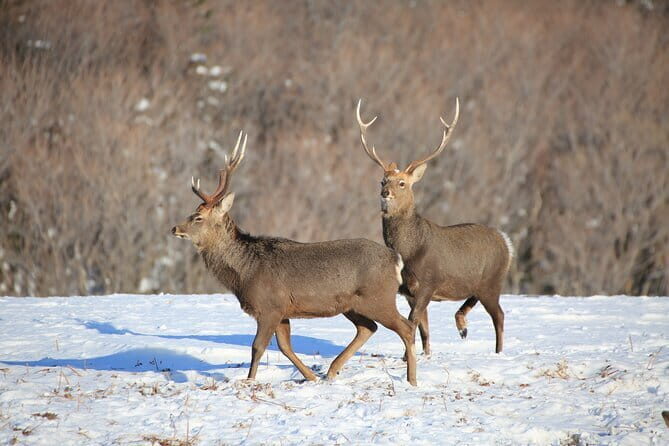 Red Crowned Crane and Wildlife Watching - Final Thoughts