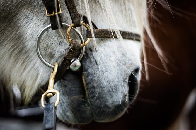 Red Lava Horse Riding Tour From Reykjavik - The Sum Up: Is It Worth It?