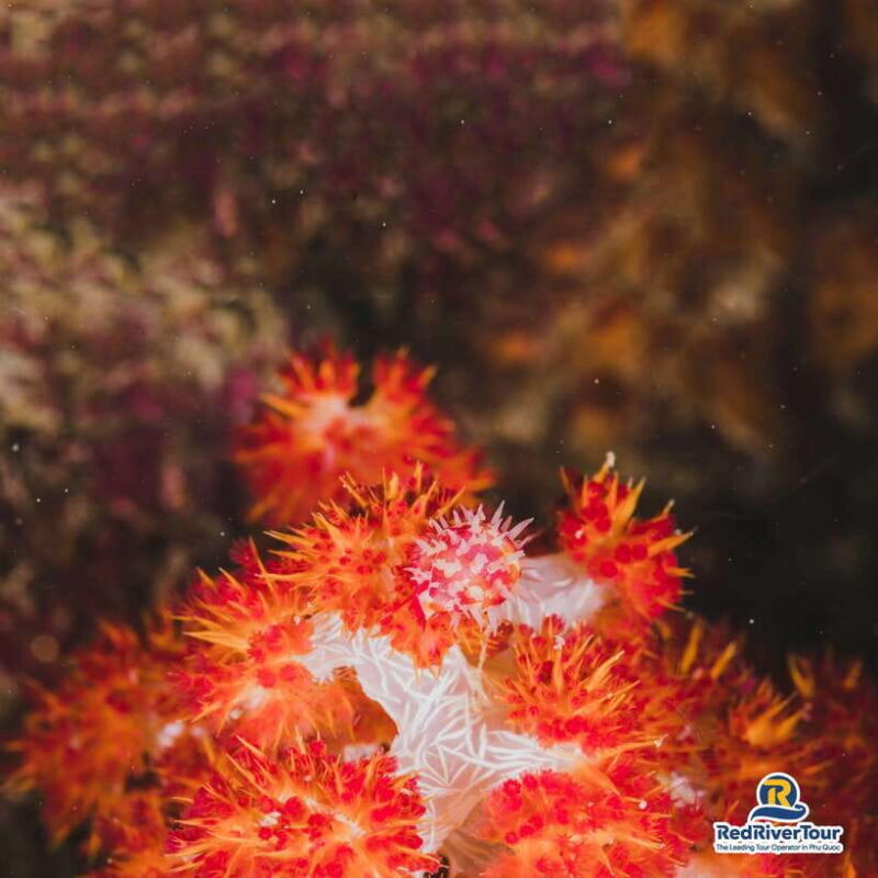 [Red River Tours] Luxury Professional Scuba Diving - Key Points