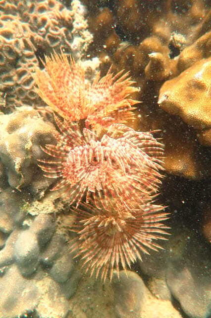 [Red River Tours] Luxury Professional Scuba Diving - FAQs