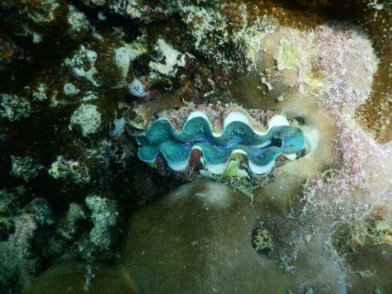 [Red River Tours] Luxury Professional Scuba Diving - Why This Tour Offers Great Value